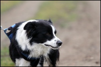 Roxy